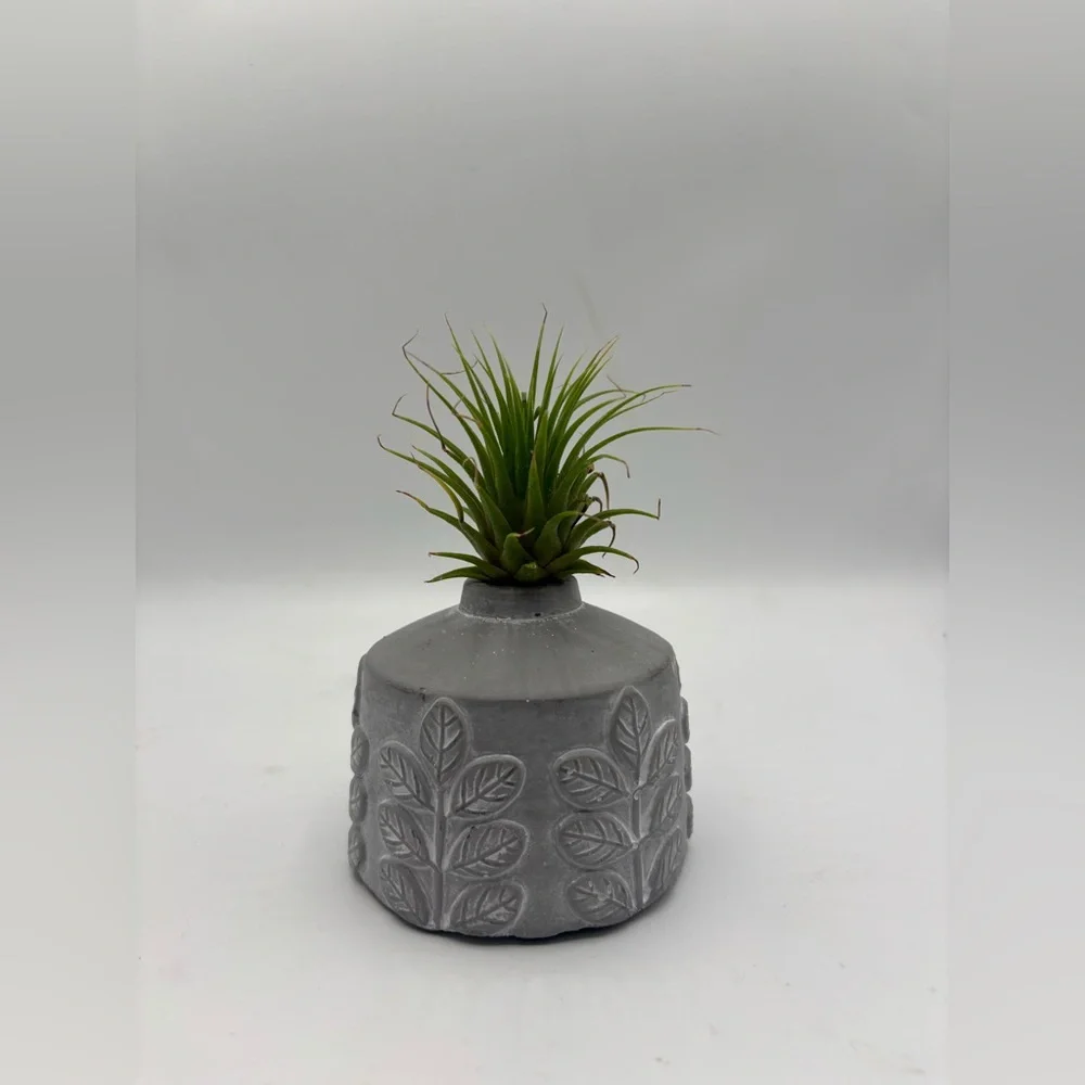 Modern Boho Live Air Plant - Grey Leaf Relief Concrete Pot